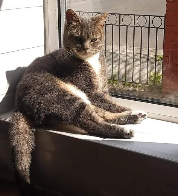 Russell's cat, Maisie (a tabby), catches some sun on a windowsill.